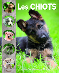 Picture of Les chiots