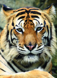 Picture of Carnet - Tigre