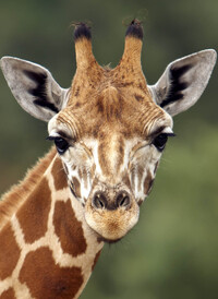 Image de Girafe