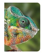 Picture of Caméléon