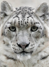 Image de Panthère des neiges
