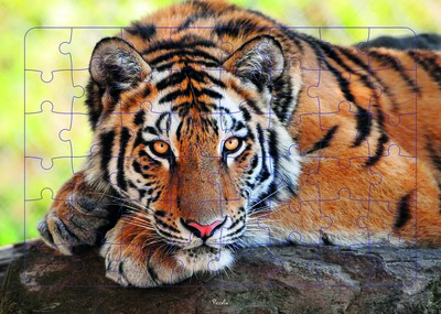 Picture of Tigre - Puzzle photo
