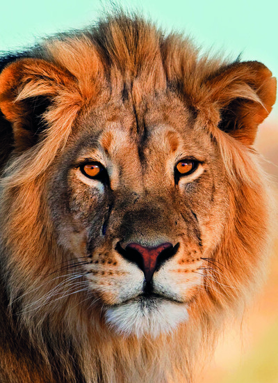 Picture of Carnet - Lion