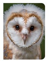 Picture of Chouette