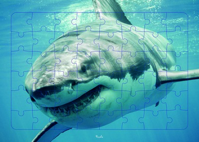Picture of Requin - Puzzle photo