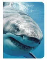 Picture of Requin
