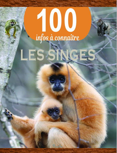 Image de Les singes - 100 infos à connaître