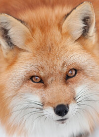 Image de Renard