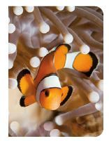 Picture of Poisson clown