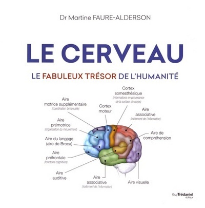 Image de Le cerveau - Le fabuleux trésor de l'humanité