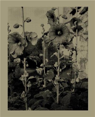 Image de Nicholas Nixon Infinite Distance /anglais