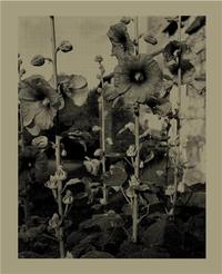 Image de Nicholas Nixon Infinite Distance /anglais