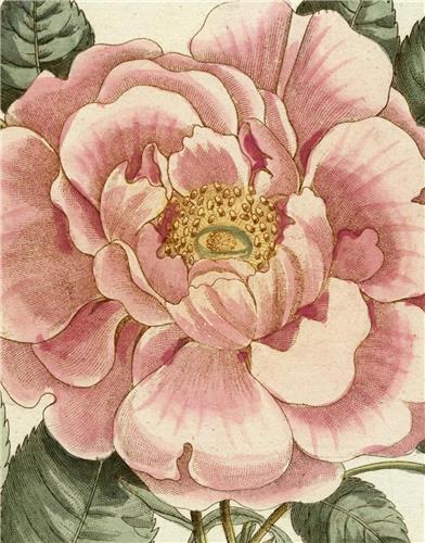 Picture of John Derian Picture Book II /anglais