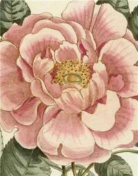 Picture of John Derian Picture Book II /anglais