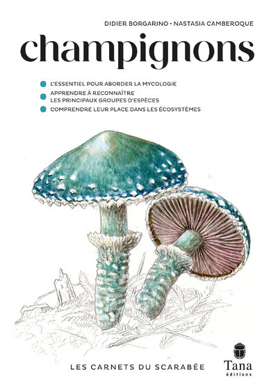 Image de Champignons