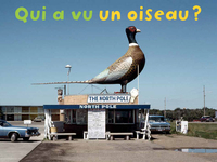 Image de Qui A Vu Un Oiseau ?