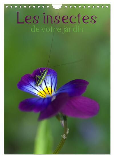 Image de Les insectes de votre jardin (Calendrier mural 2025 DIN A4 horizontal), CALVENDO calendrier mensuel