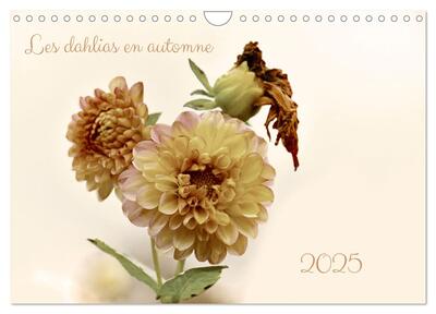 Image de Les dahlias en automne (Calendrier mural 2025 DIN A4 vertical), CALVENDO calendrier mensuel