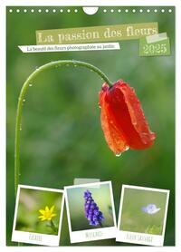 Image de La passion des fleurs (Calendrier mural 2025 DIN A4 horizontal), CALVENDO calendrier mensuel