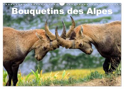 Image de Bouquetins des Alpes (Calendrier mural 2025 DIN A3 vertical), CALVENDO calendrier mensuel