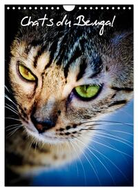 Image de Chats du Bengal (Calendrier mural 2025 DIN A4 horizontal), CALVENDO calendrier mensuel