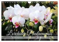 Image de L'orchidée Phalaenopsis (Calendrier mural 2025 DIN A4 vertical), CALVENDO calendrier mensuel
