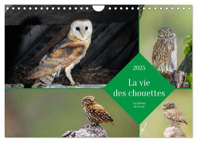 Picture of La vie des chouettes, les dames de la nuit (Calendrier mural 2025 DIN A4 vertical), CALVENDO calendrier mensuel