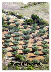 Image de Oliviers de Provence (Calendrier mural 2025 DIN A4 horizontal), CALVENDO calendrier mensuel