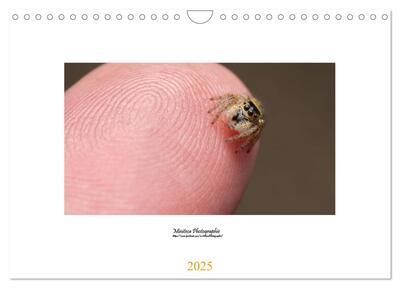 Image de Araignées sauteuses (Calendrier mural 2025 DIN A4 vertical), CALVENDO calendrier mensuel