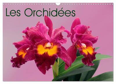 Image de Les Orchidées (Calendrier mural 2025 DIN A3 vertical), CALVENDO calendrier mensuel