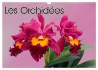 Image de Les Orchidées (Calendrier mural 2025 DIN A3 vertical), CALVENDO calendrier mensuel