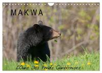 Picture of MAKWA L'Ours Des Forêts Québécoises (Calendrier mural 2025 DIN A4 vertical), CALVENDO calendrier mensuel
