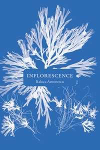 Picture of Inflorescence