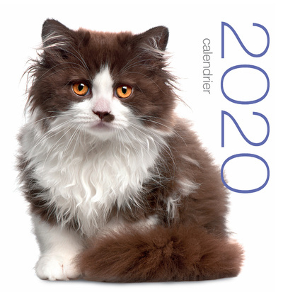Image de Calendrier mural 2020 - Chats