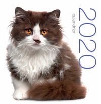 Image de Calendrier mural 2020 - Chats