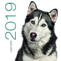 Image de Calendrier mural 2019 Chiens