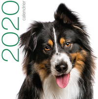 Image de Calendrier mural 2020 - Chiens