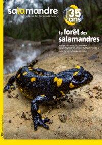 Image de N°248 La salamandre