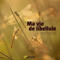 Image de Ma vie de libellule