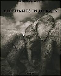 Picture of Elephants in heaven