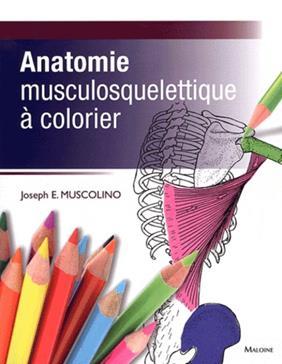 Image de anatomie musculosquelettique a colorier