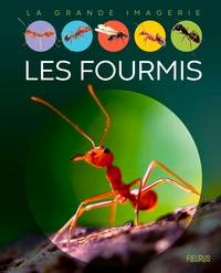 Picture of Les fourmis
