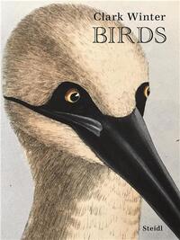 Picture of Clark Winter Birds /anglais