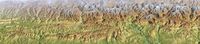Picture of PIRINEO ARAGONES