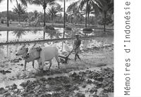 Picture of MEMOIRES D'INDONESIE