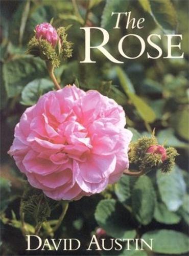 Image de The Rose /anglais