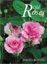 Picture of Old Roses /anglais