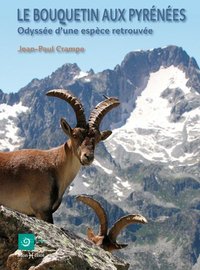 Picture of Bouquetin aux Pyrénées