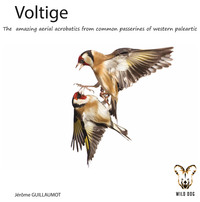 Picture of Voltige ou les incroyables acrobaties aériennes des passereaux de nos contrées
