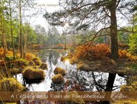 Picture of A l'écoute de la forêt de Fontainebleau